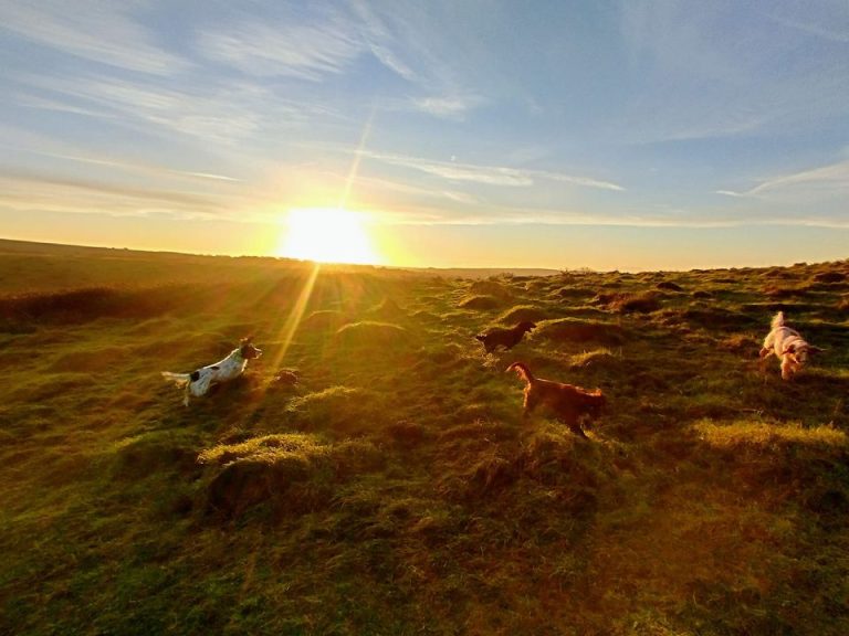 324784775 1341713196594247 2309181332687828904 n 768x576