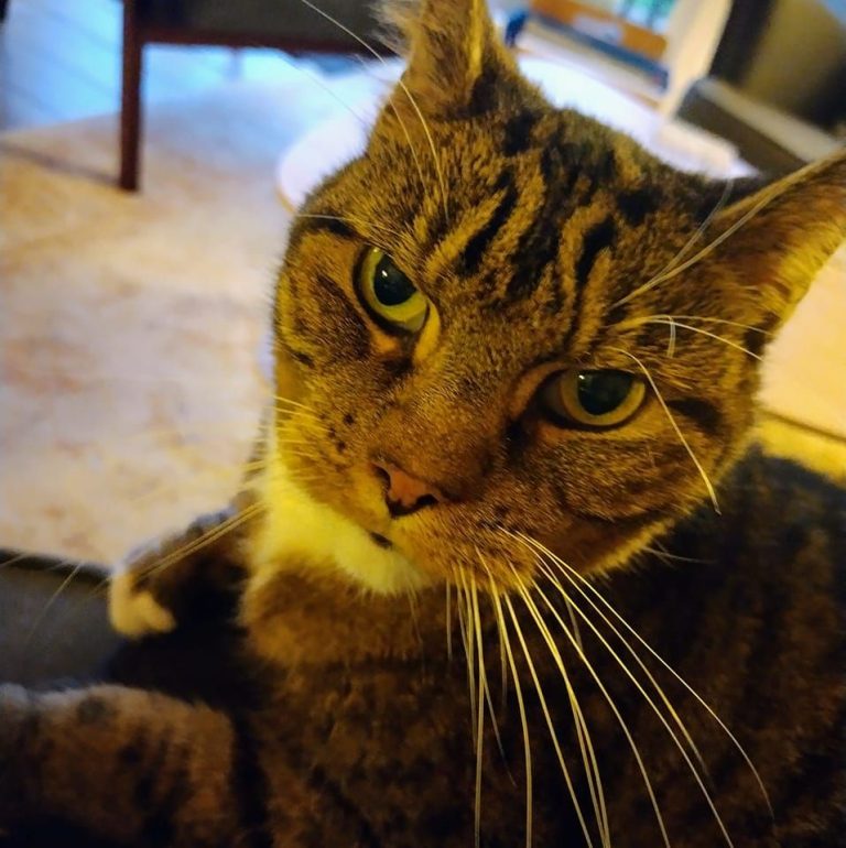 337164021 631902655429786 1517542291161630717 n 768x770