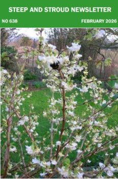 Newsletters Februray 2026